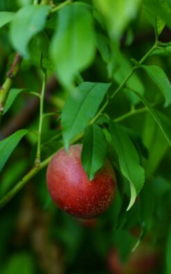 נקטרינה לבנה בגודל בינוני או בגור