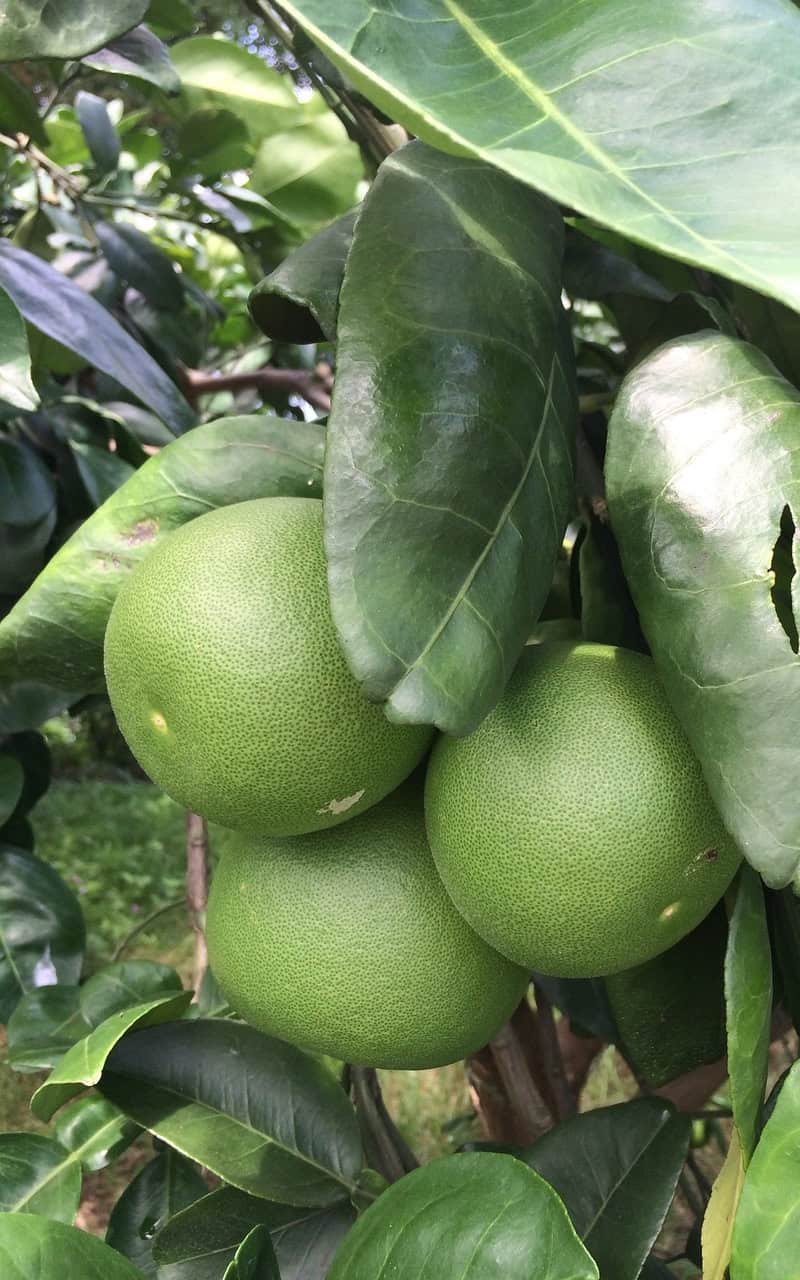 עץ אשכולית לבנה בגודל בינוני או בוגר