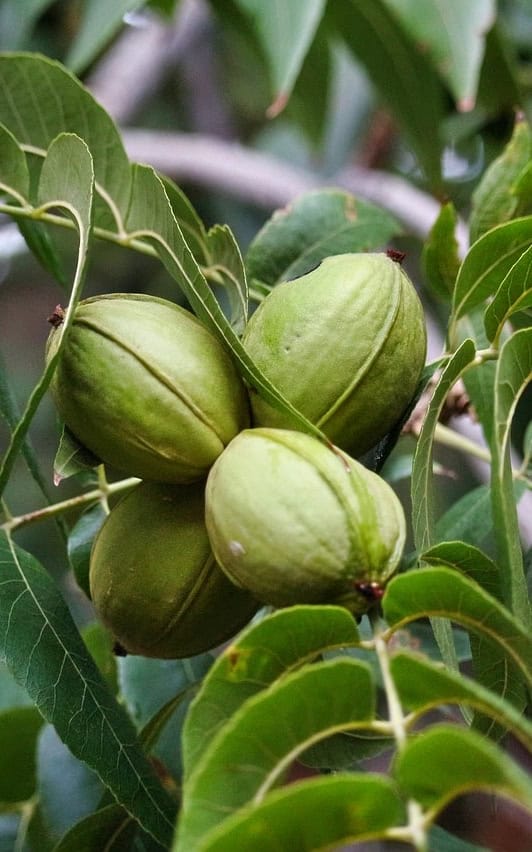 עץ אגוז פקאן