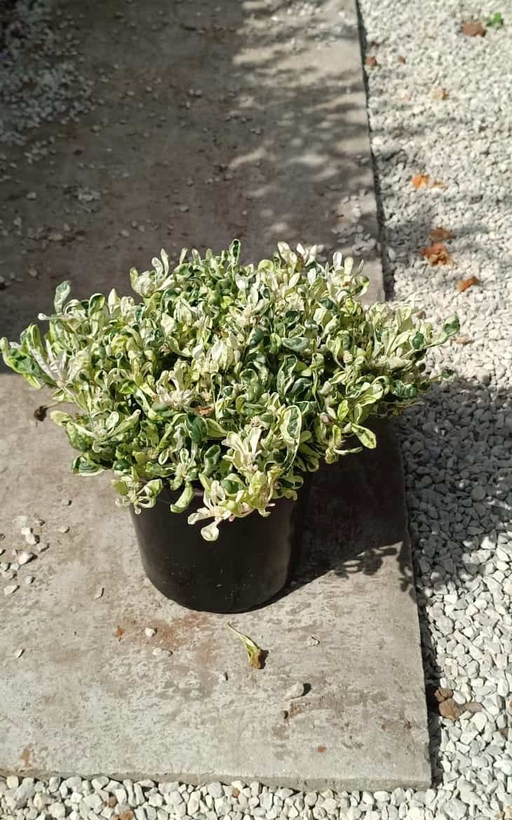 ביצן מזהיר - גודל בינוני