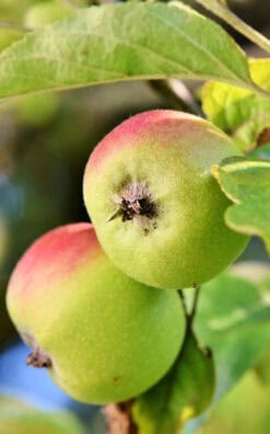 עץ תפוח ענה בגודל בינוני או בוגר