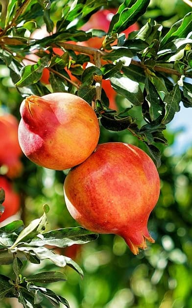 עץ רימון וונדרפול בגודל בינוני או בוגר