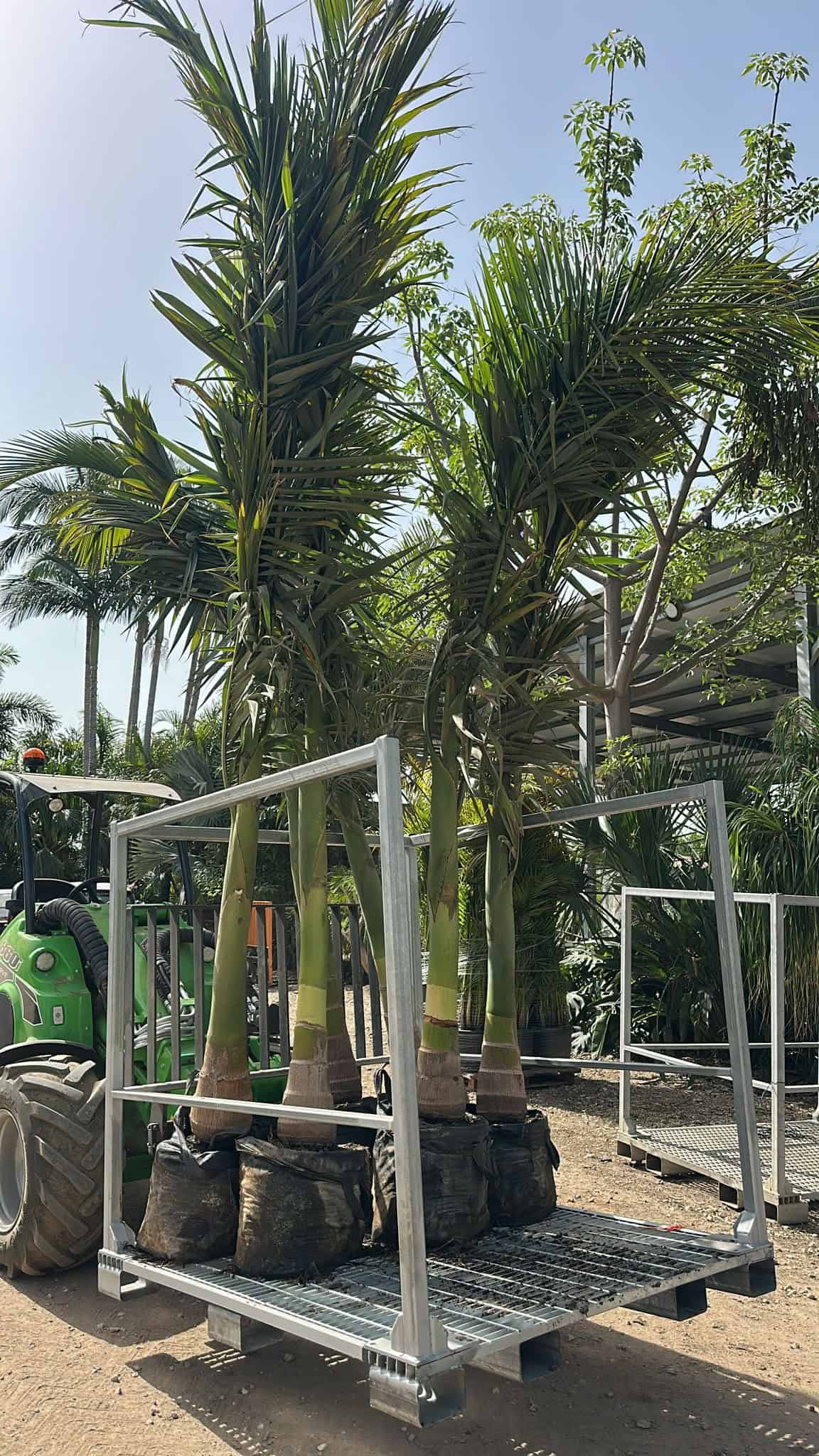 דקל טבעות ענק 4 מ' גזע בודד