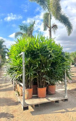 דקל ראפיס ענק