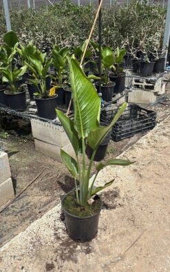 ציפור גן עדן ניקולאי - בדלי