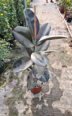 פיקוס גומי שחור בודד