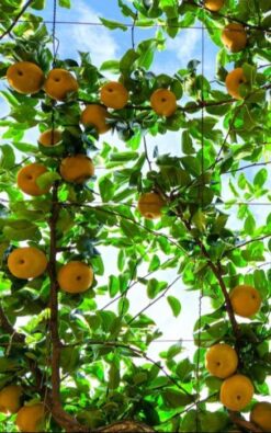 אגס נאשי בגודל בינוני או בוגר