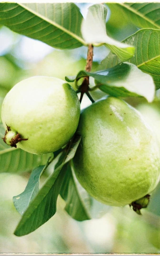 גויאבה מצרית בגודל בינוני או בוגר