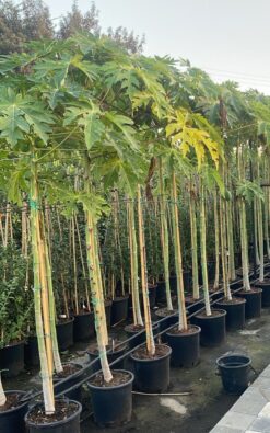 פפאיה בגודל בינוני