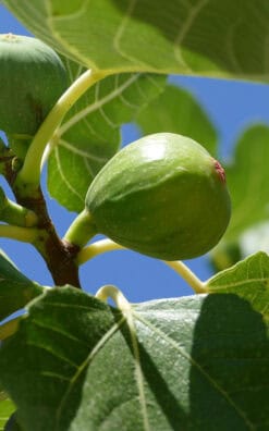 עץ תאנה לבנה בגודל בינוני או בוגר