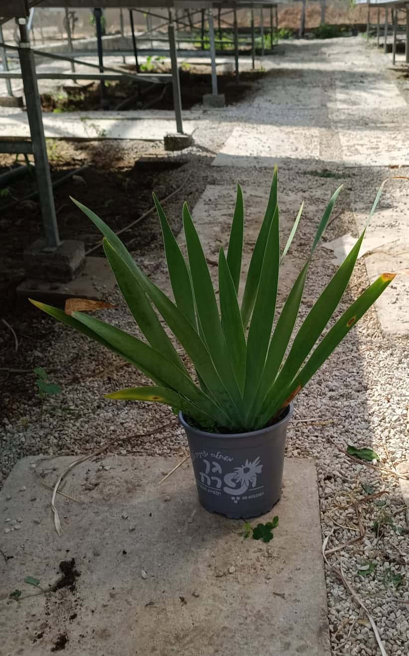 אירוס גרמני - גודל בינוני