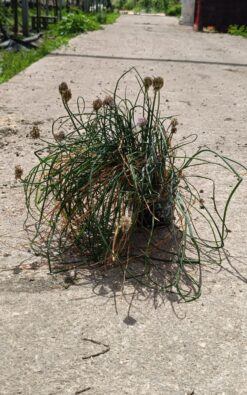 עירית - בגודל שתיל