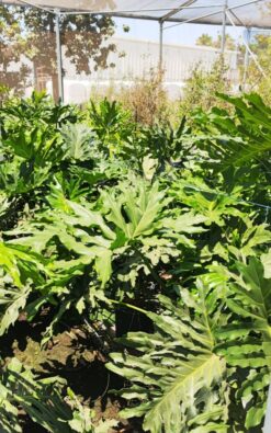 פילודנדרון ביפי בדלי גדול