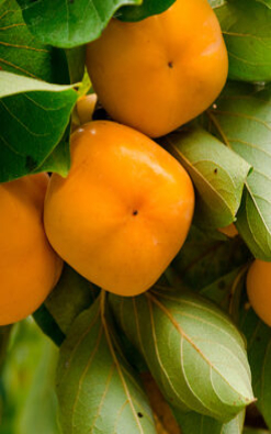 עץ אפרסמון בגודל בינוני