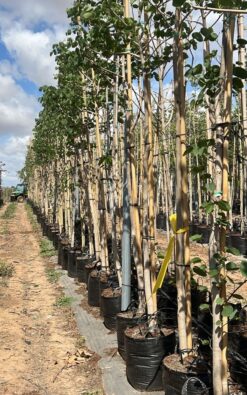 בוהינה אדומה - 2 צול