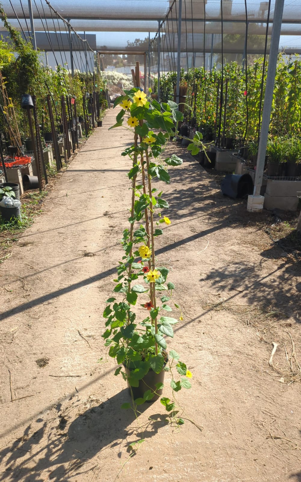 סוזי שחורת עין מגוון צבעים(תונברגיה מכונפת) בדלי