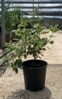 מורן החורש מגוון - בדלי גדול