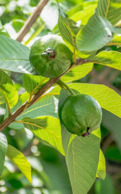 עץ גויאבה לבנה בגודל בינוני