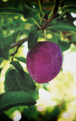 עץ שזיף מיטלי בגודל בינוני או בוגר