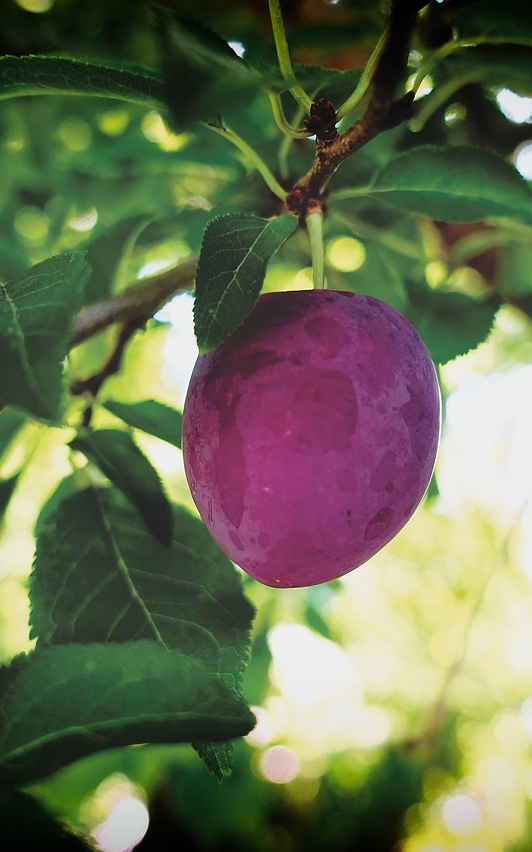 עץ שזיף מיטלי בגודל בינוני או בוגר