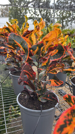 קרוטון מסולסל - בדלי