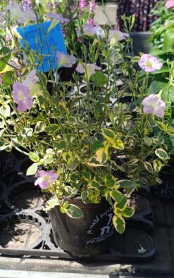 אסיסטסיה מגוונת - בגודל בינוני