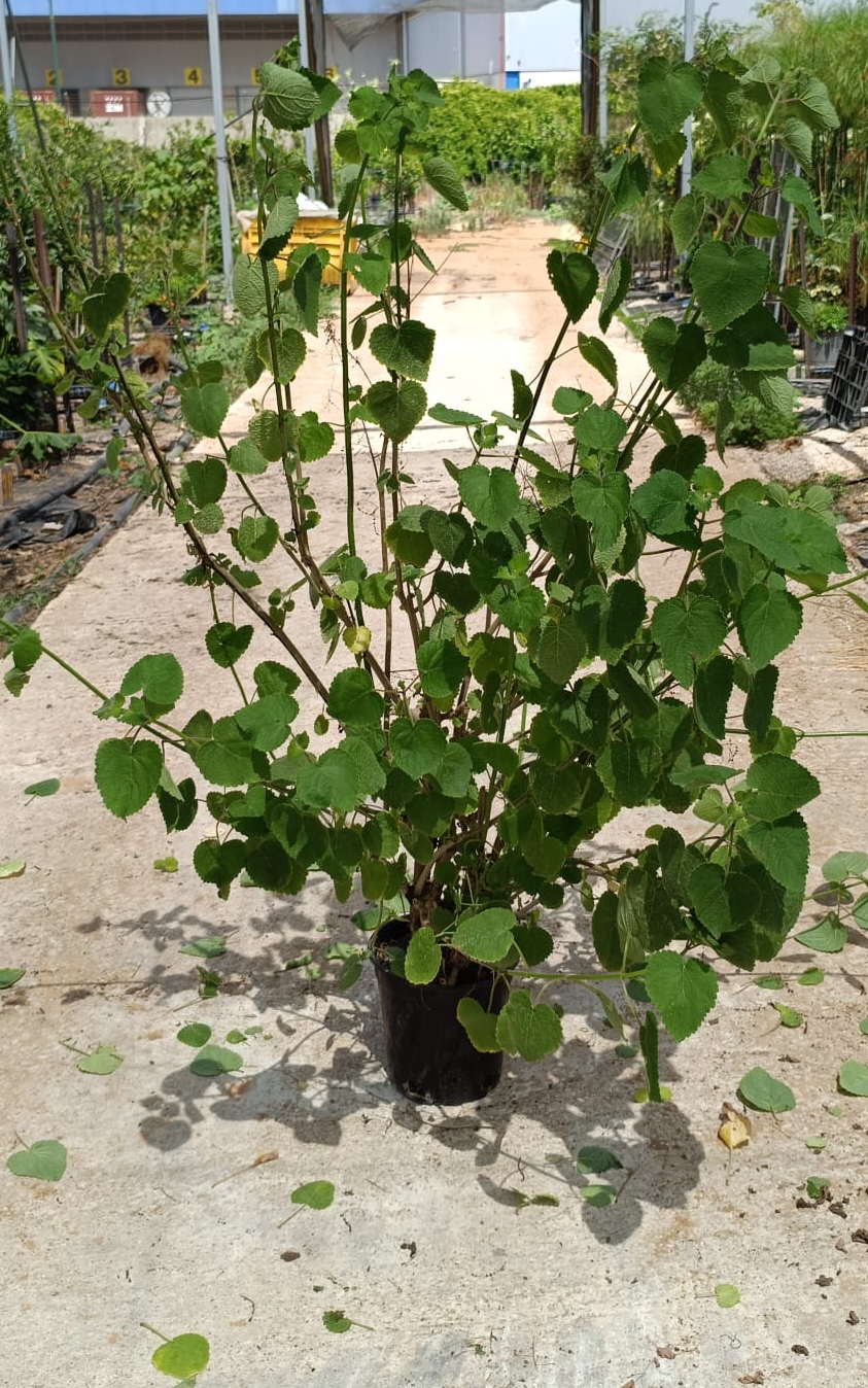 טטרדניה - בדלי