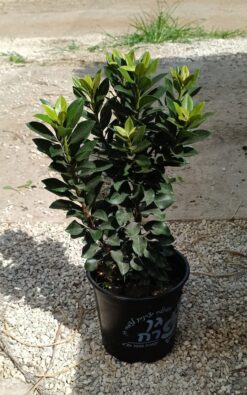 בן עוזרר סנוו מיידן