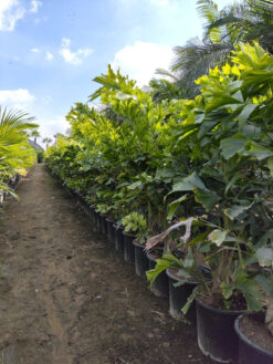 דקל זנב דג - 25 ליטר