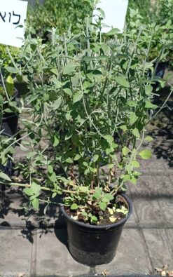 זוטה לבנה - בגודל בינוני