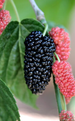 עץ תות ארוך פקיסטני בגודל בינוני