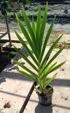 אירוס - בגודל בינוני