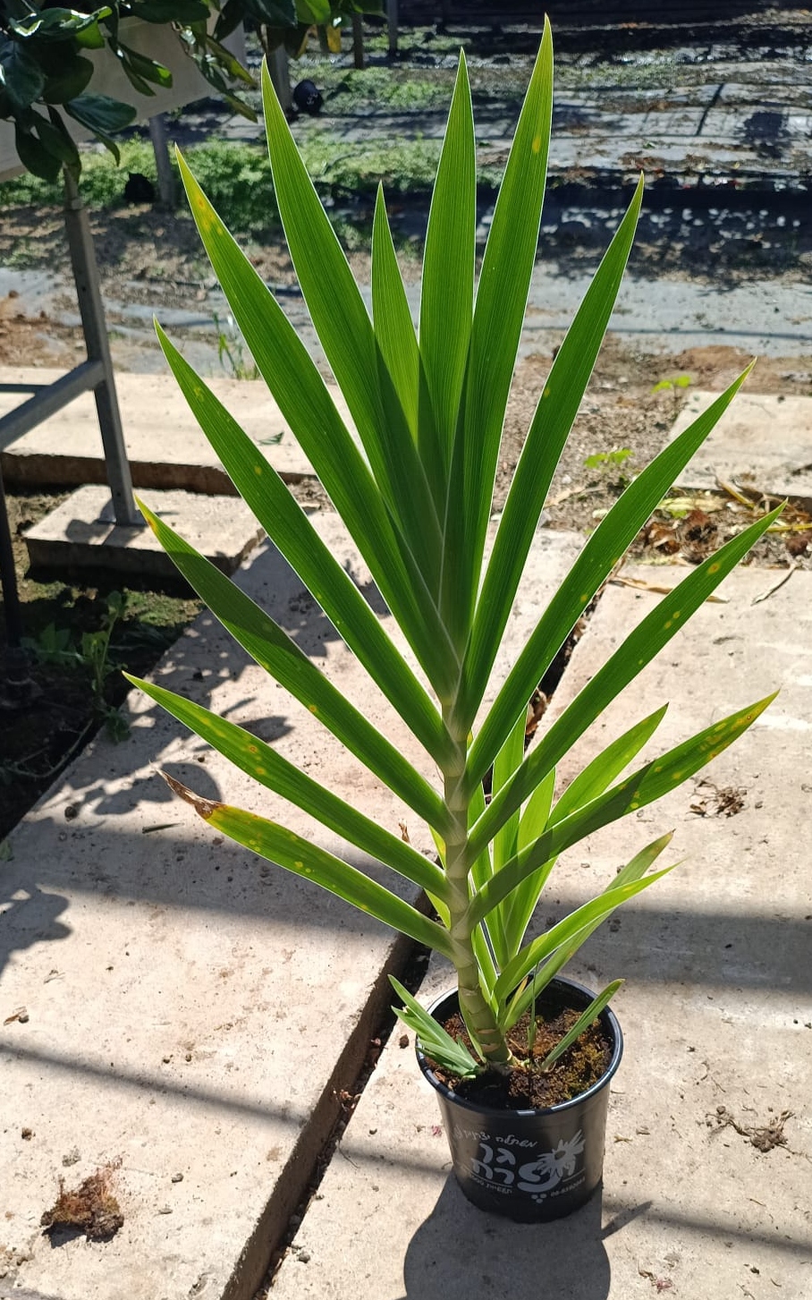 אירוס - בגודל בינוני