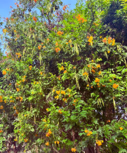 מנגו שלי בגודל בינוני או בוגר