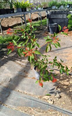 בהממאליה - גודל בינוני