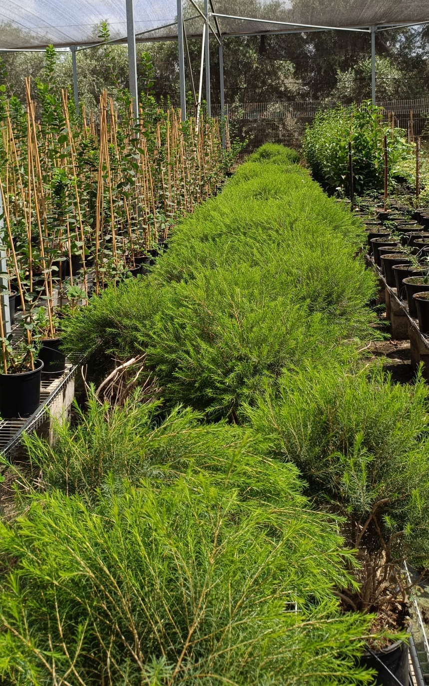 מללויקה גרין דום - בדלי גדול