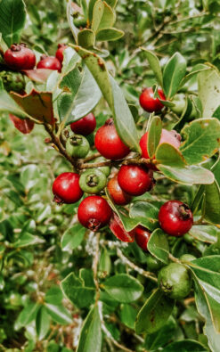 עץ גויאבה תותית אדומה / צהובה