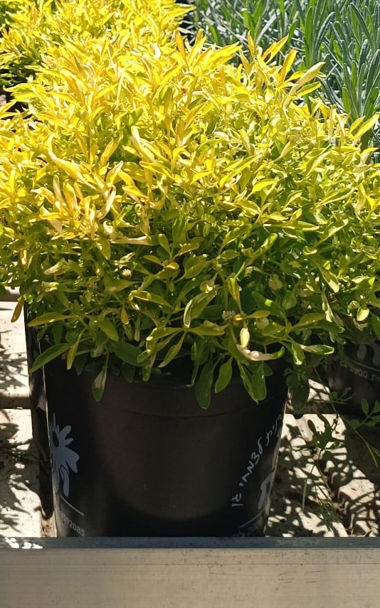 ביצן צהוב - בגודל בינוני