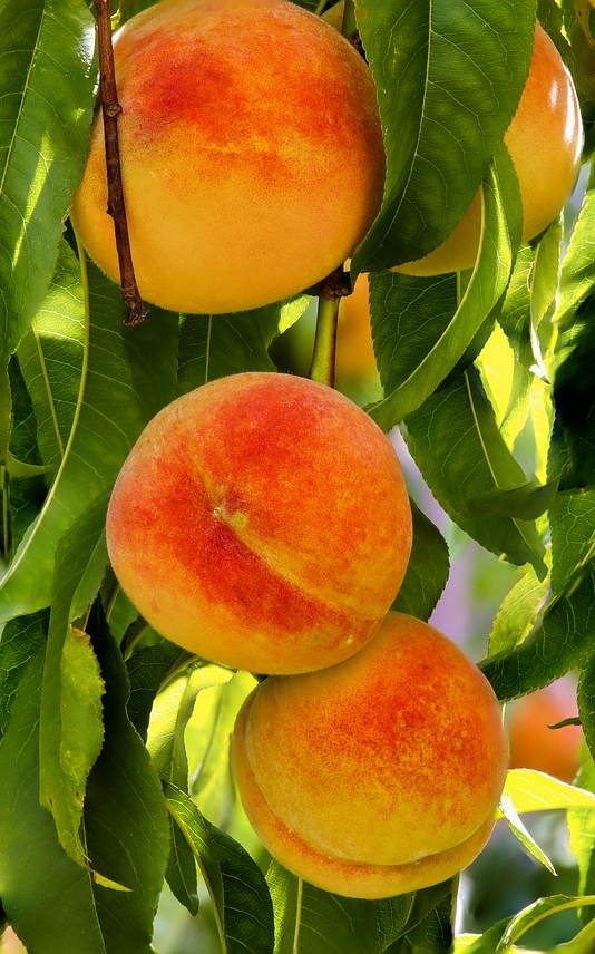 עץ אפרסק בגודל בינוני