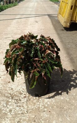 ביגוניה ריצמוד - בגודל בינוני