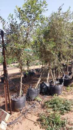 Alternative view of עץ זית בגודל בינוני ובוגר