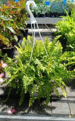 שרך בוסטון - בגודל בינוני