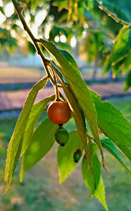 עץ גרגר פנמה בגודל בוגר 50 ליטר
