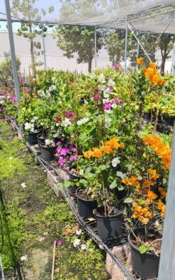 בוגונביליה בדלי - מיקס צבעים