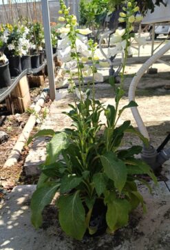 דיגיטליס - בגדול בינוני