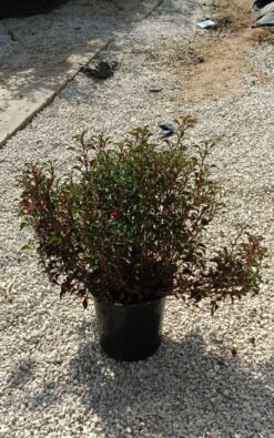 ביצן מסולסל - גודל בינוני