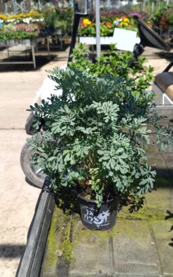 פיגם - בגודל בינוני