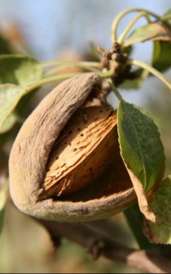 עץ שקדיה א.א.פ