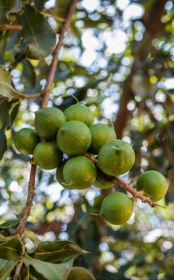 עץ אגוז מקדמיה