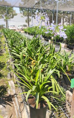 אגפנטוס פריחה סגולה בדלי